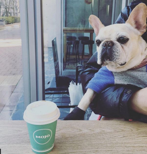 人間観察をする豆福ちゃん