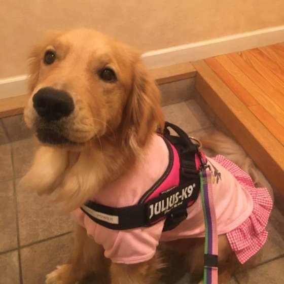 お散歩するゴールデン・レトリーバー