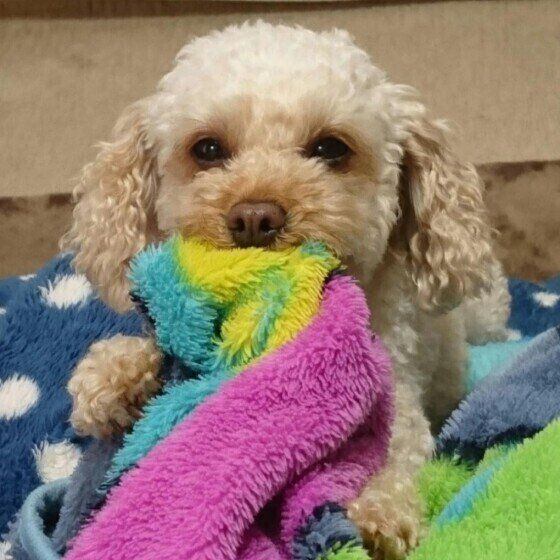 毛布をくわえるトイ・プードル