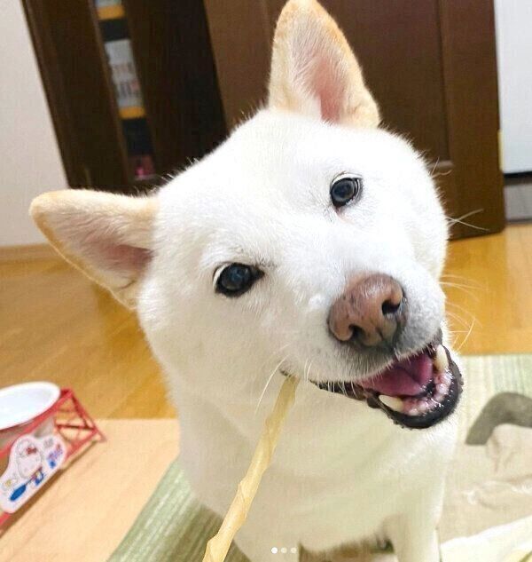 ガムを噛むきなこちゃん