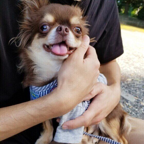 チワワのレオくん♪