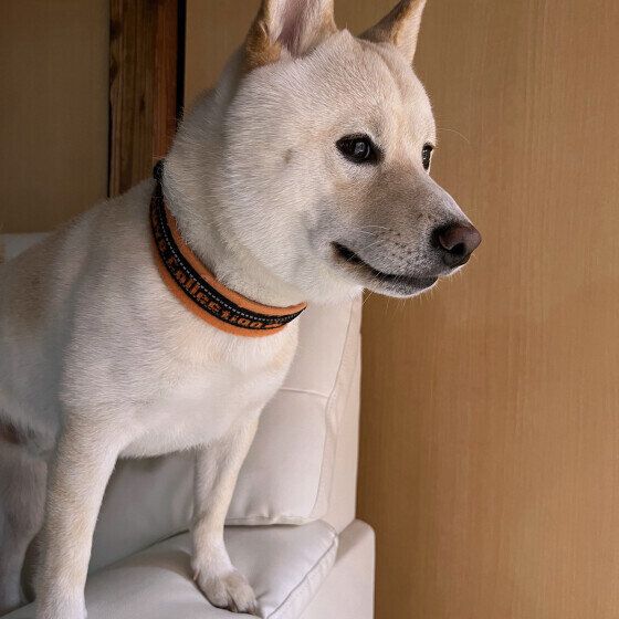 外を見つめる柴犬