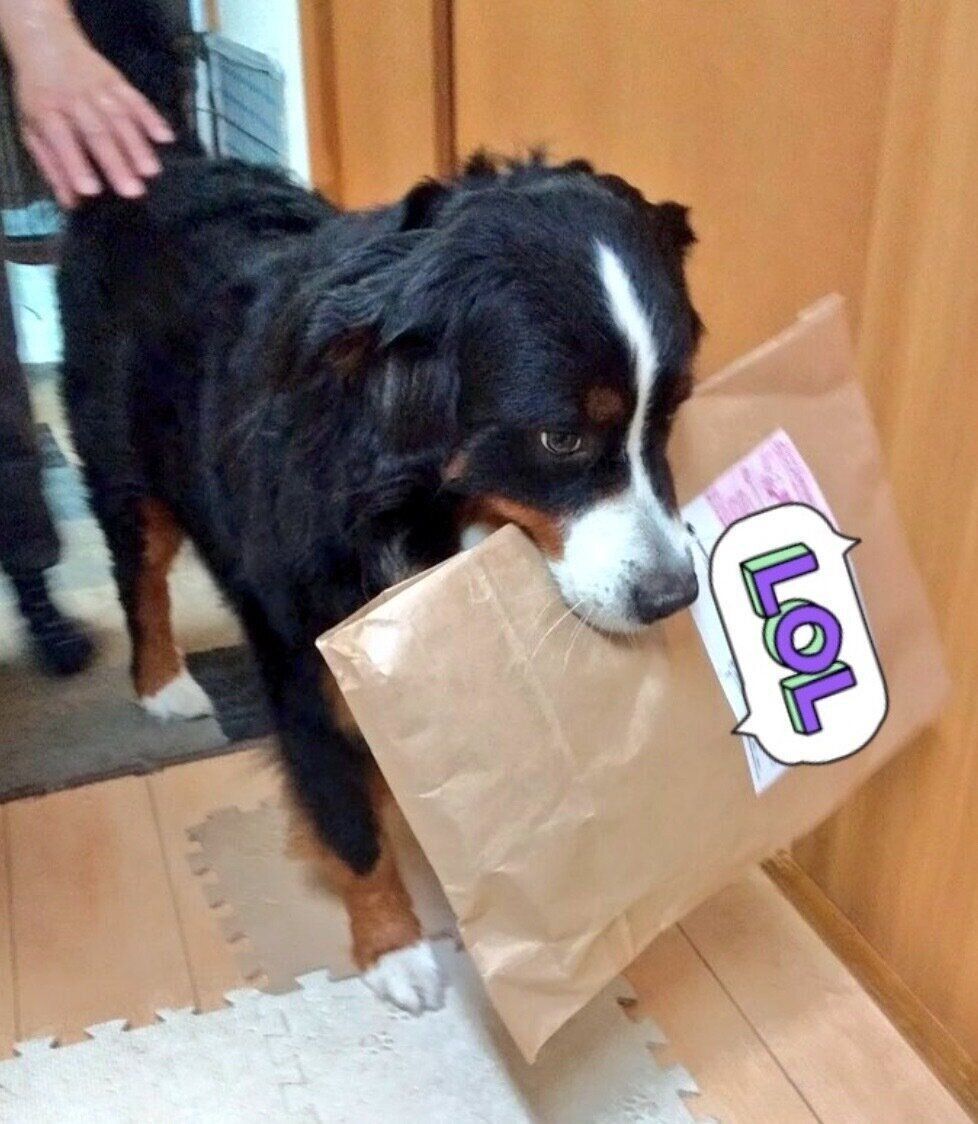 届いた荷物をくわえるココアくん