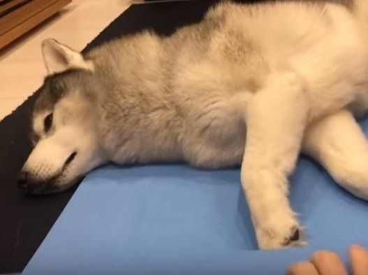 ヨガマットでくつろぐシベリアン・ハスキー