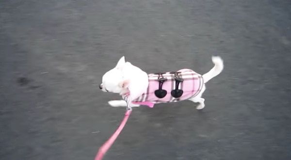 散歩を楽しむチワワ