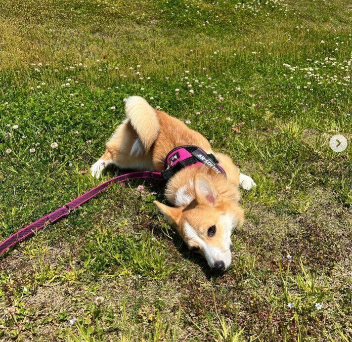 スリスリするここちゃん