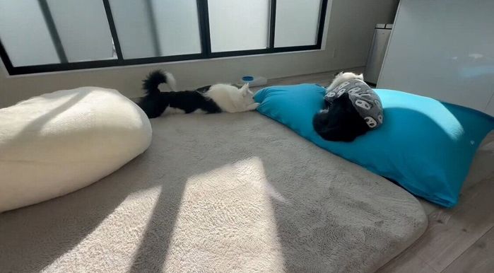 もう一度遊びに誘うキラくんと“寝たふり”をしていたというロイくん
