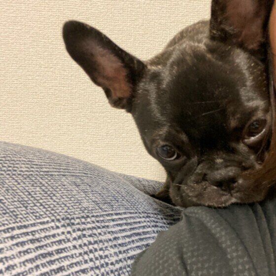 見つめるフレンチ・ブルドッグ