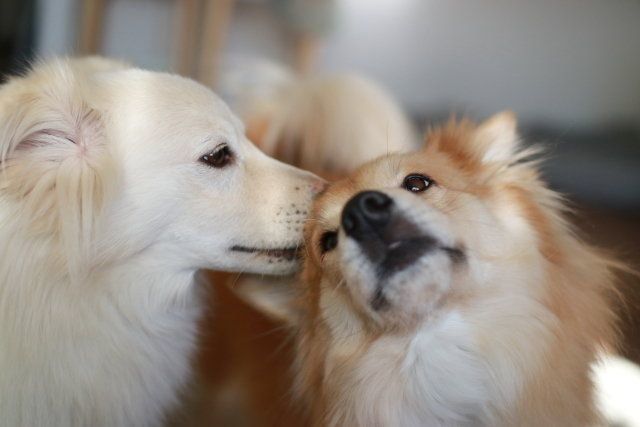 賢さの 質 の違い 穴澤賢のいぬの話 いぬのきもちweb Magazine