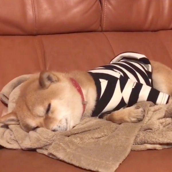 豆柴の豆千代くん