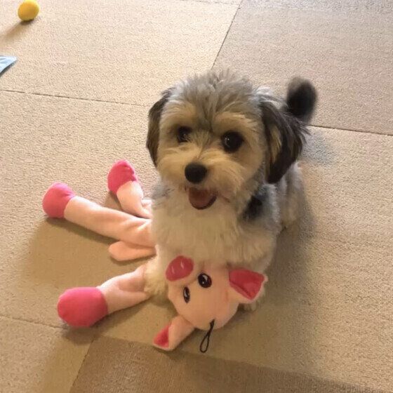 台所の前で出待ちするジョリィちゃん