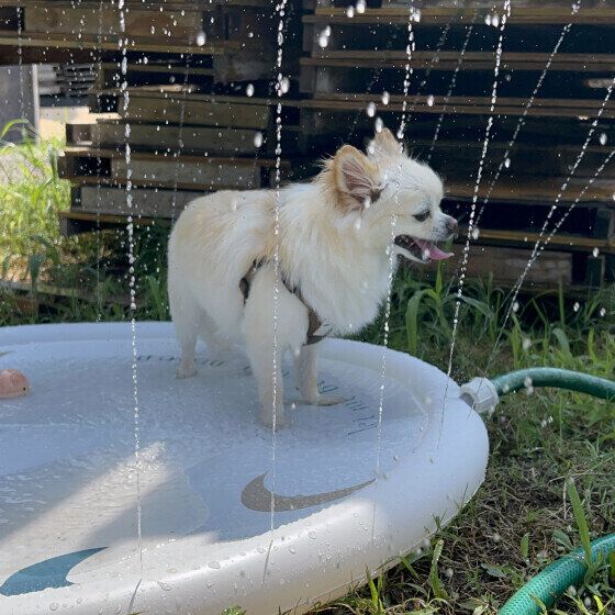 水遊び中のチワワちゃん