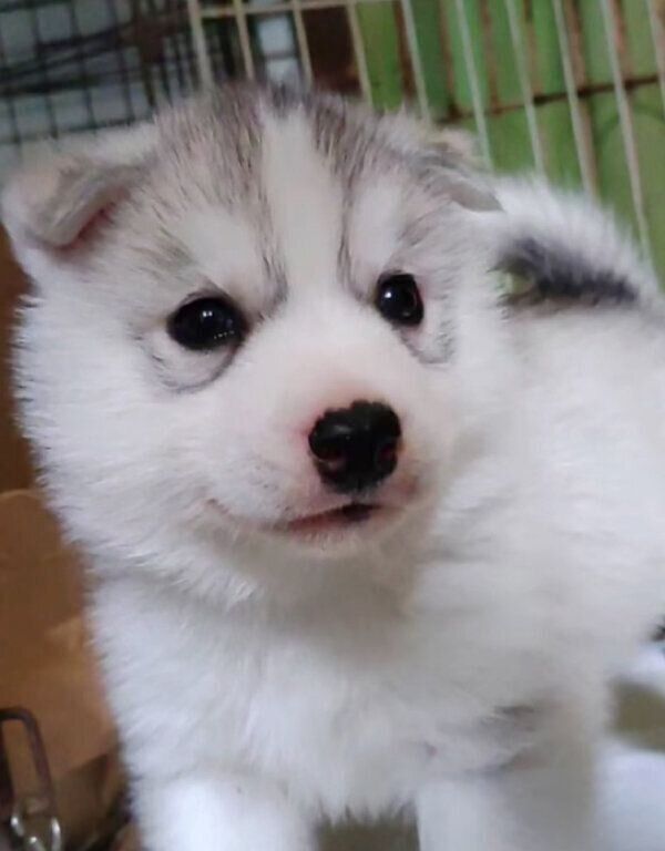 ブリーダーさんのところにいたときのふたばちゃん