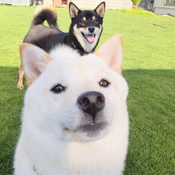 犬が「ドーン」と飼い主に体当たりや頭突きをする？ この謎行動の心理は？ いぬのきもち