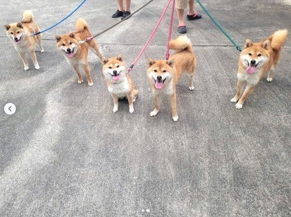 お散歩するたまちゃん、ミケちゃん、コイくん、トロくん、ウニくん