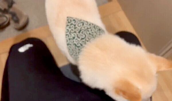 足を拭かれに自発的に膝に乗る、わさびくん