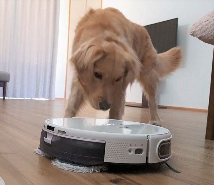 ロボット掃除機を見つめるひなちゃん