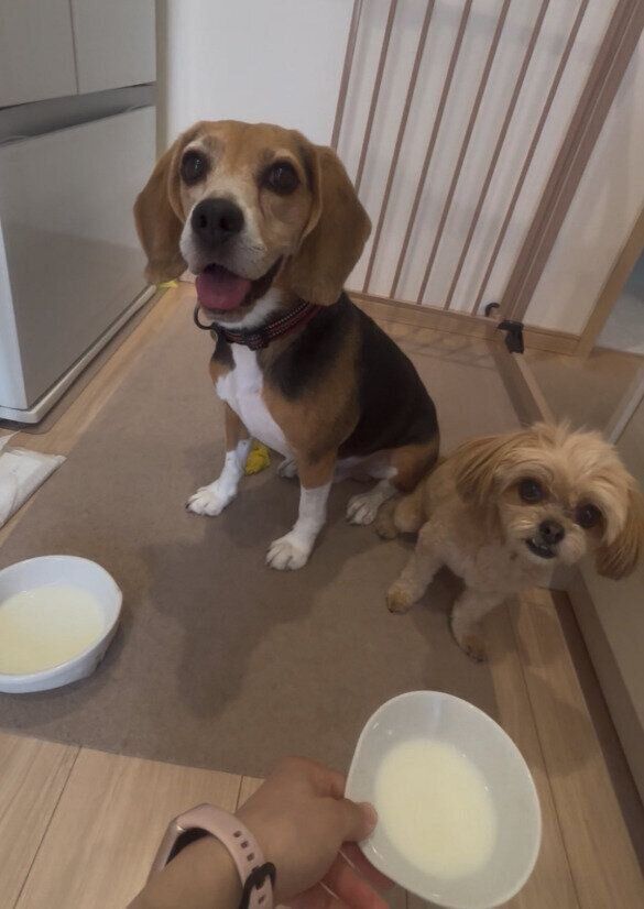 弟犬・ビーグル（写真：左）と犬（写真：右）