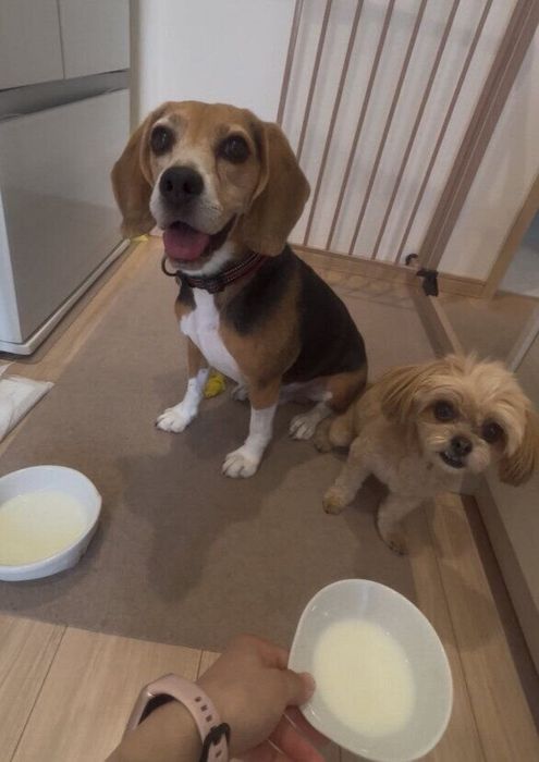 弟犬・ビーグル(写真:左)と犬(写真:右)