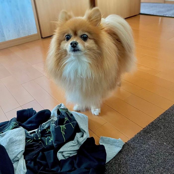 洗濯物をぐしゃぐしゃにしたニコリちゃん