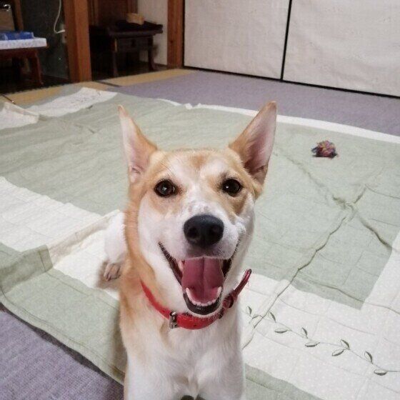 笑顔の犬