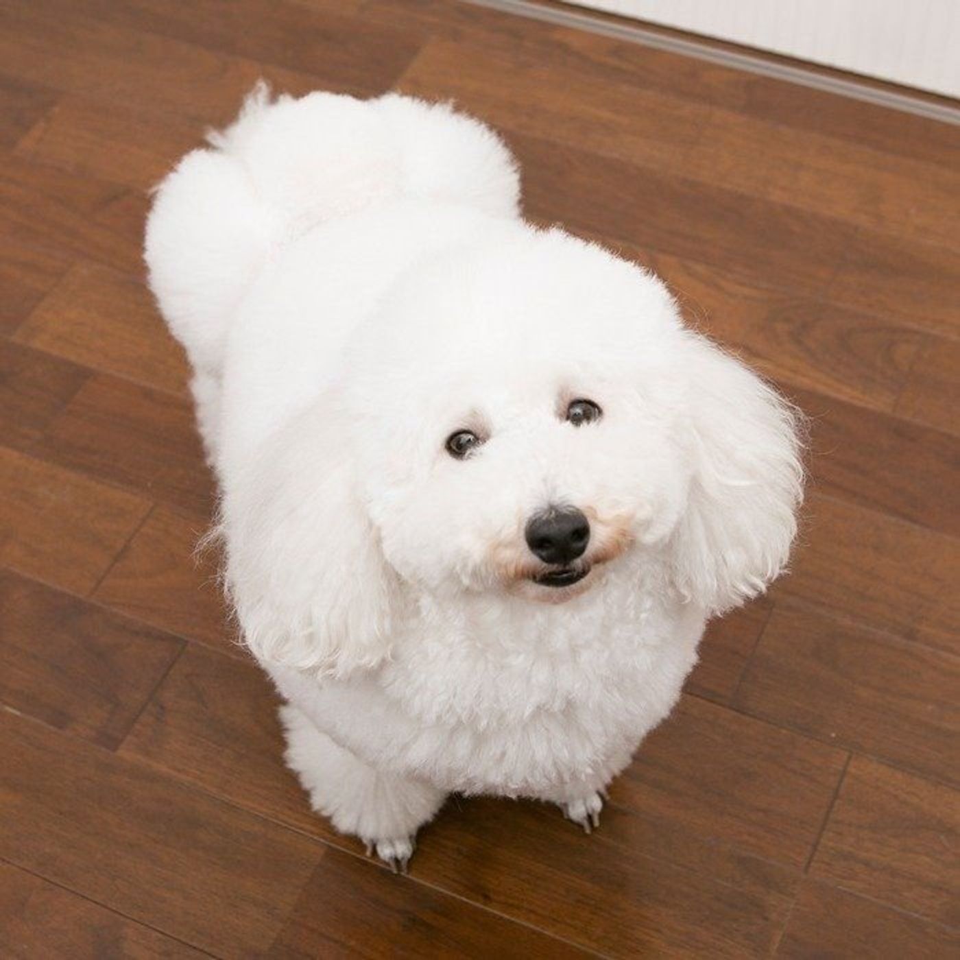 ユーグレナ は犬の健康にもいい 犬にもokの 意外な 健康食材 いぬのきもちweb Magazine ユーグレナ は犬の健康にもいい 犬にもokの 意外な 健康食材 いぬのきもちweb Magazine