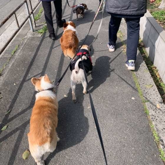 少ない？多い？愛犬のお散歩適量を確認しよう