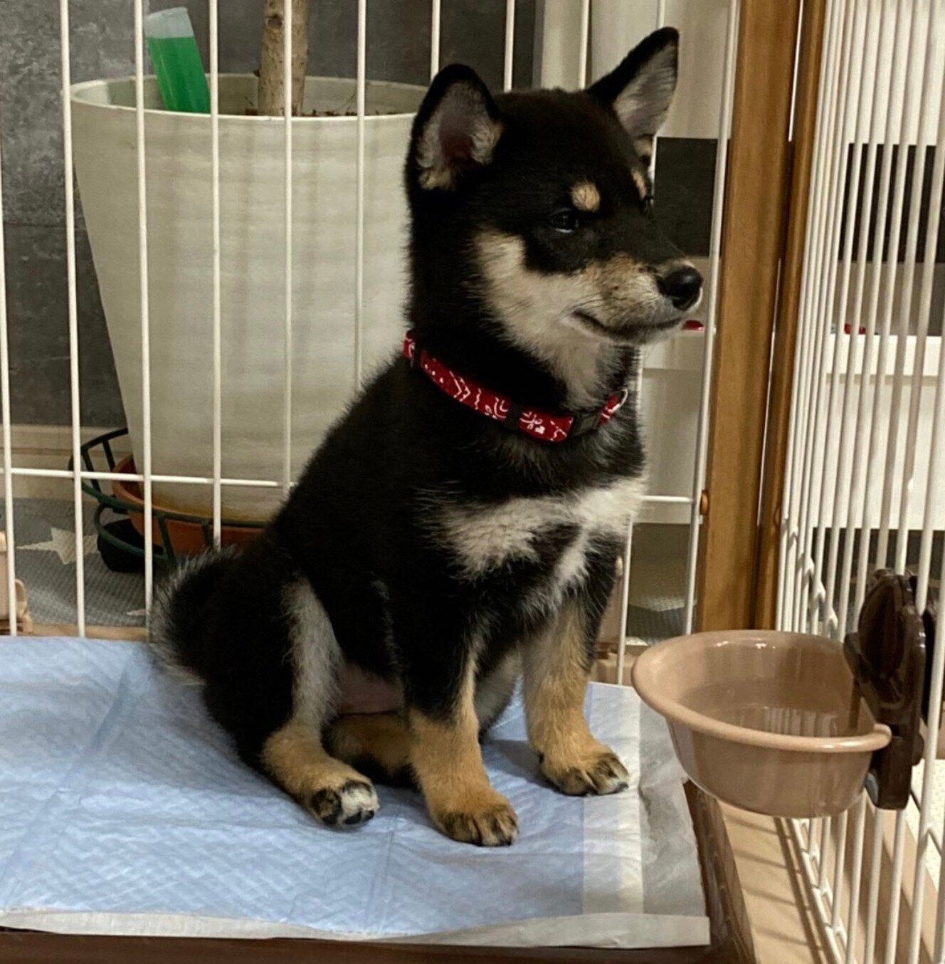 子犬の頃のみかんちゃん
