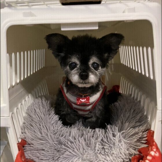 クレートの中で待つワンちゃん