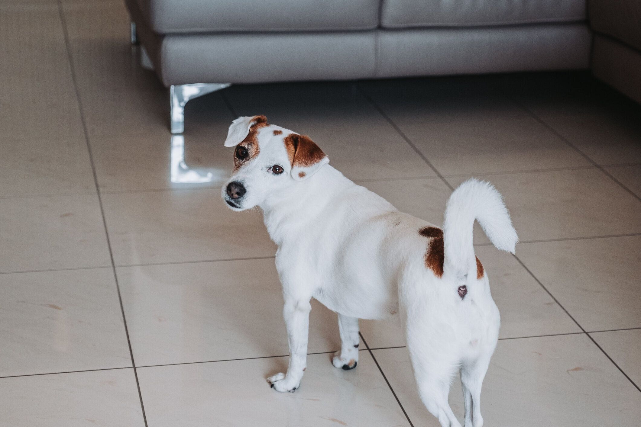 後ろを振り返るジャック・ラッセル・テリア