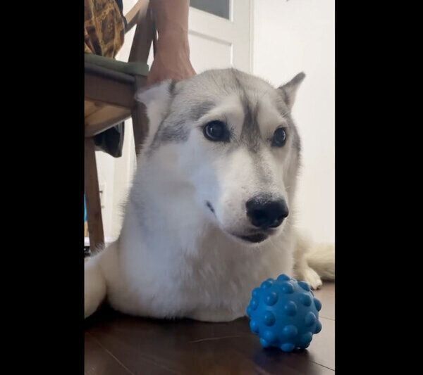 「頭トントン」を要求する百福ちゃん