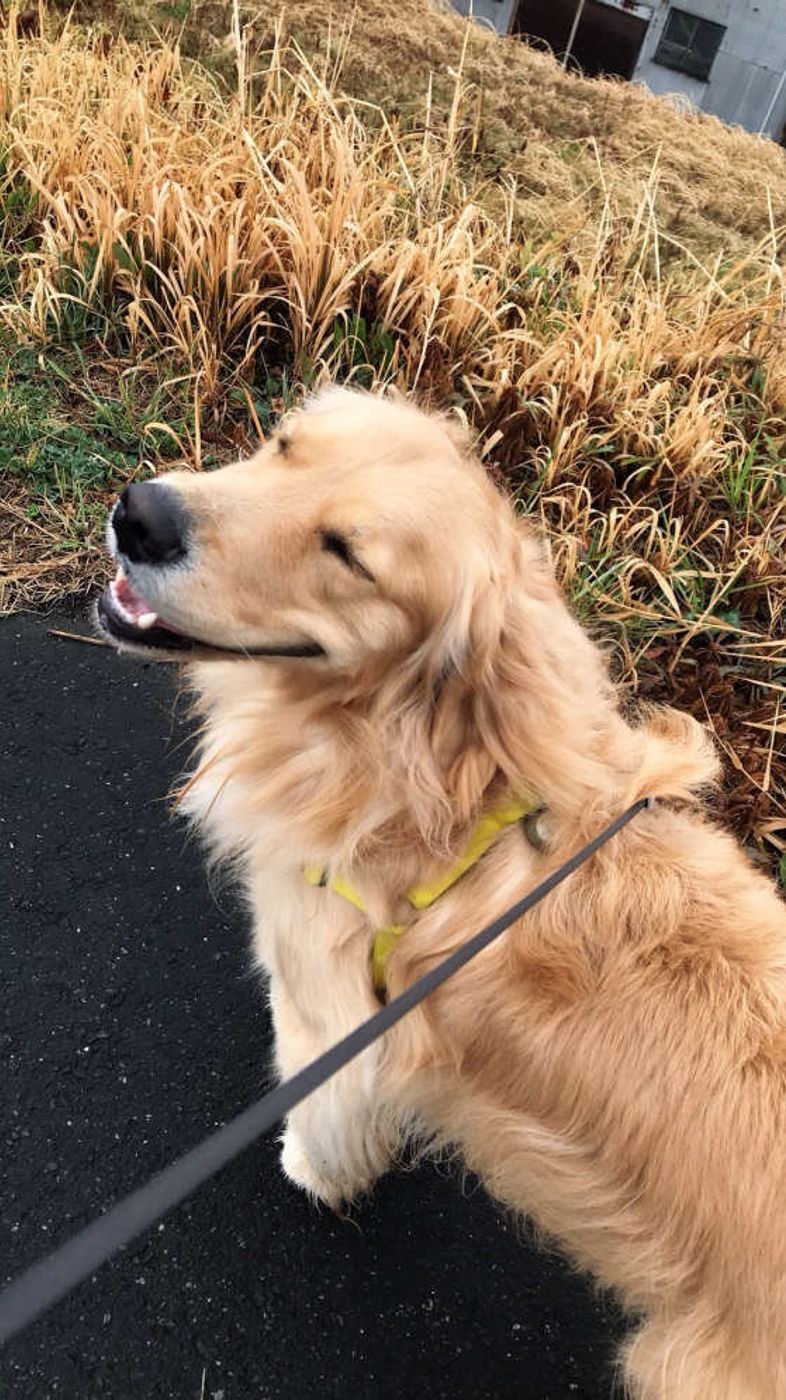 本能的に だと感じてしまうから 犬が動くものを追う理由 いぬのきもちweb Magazine 本能的に だと感じてしまうから 犬が動くものを追う理由 いぬのきもちweb Magazine