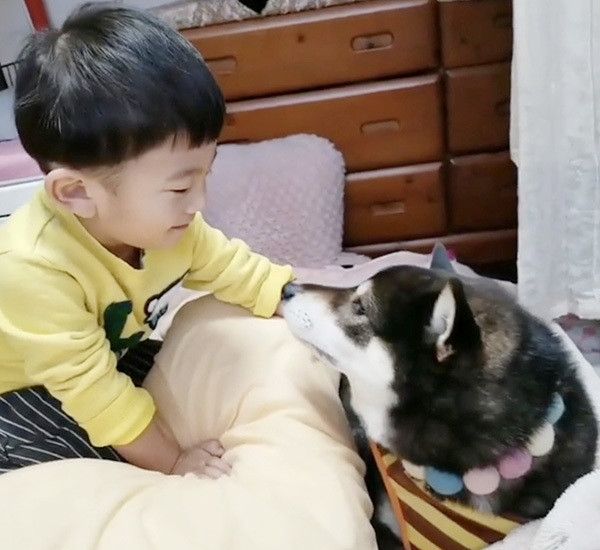 息子くんと柴犬