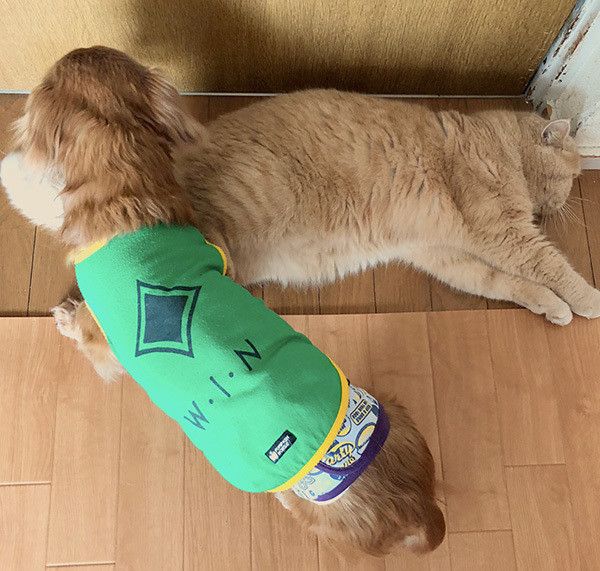 ミニチュア・ダックスフンドとエキゾチックショートヘアー