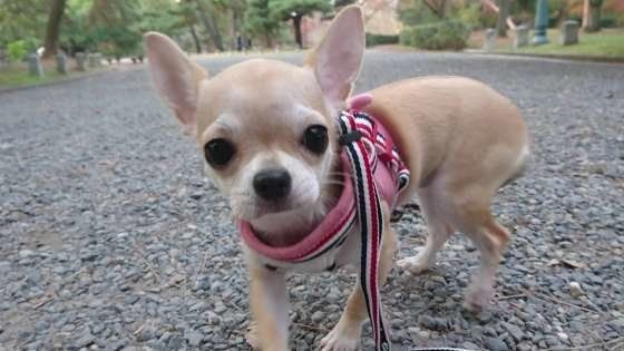 お散歩をするチワワ