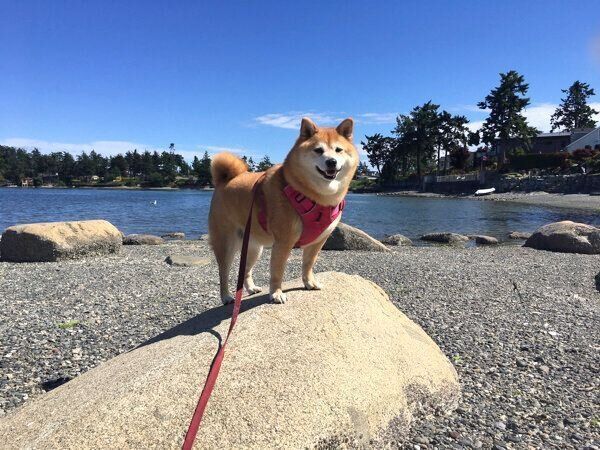 お出かけを楽しむミミさん