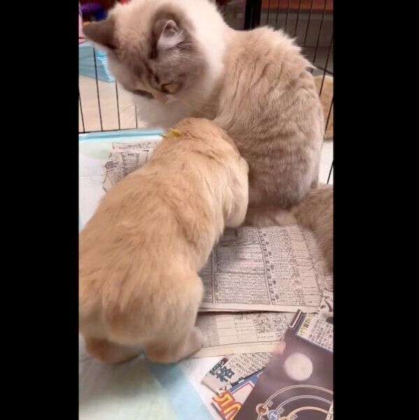 猫のお茶子ちゃんに突撃する、つゆちゃん