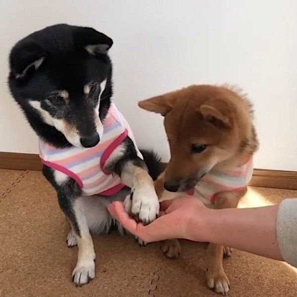 共同作業する柴犬