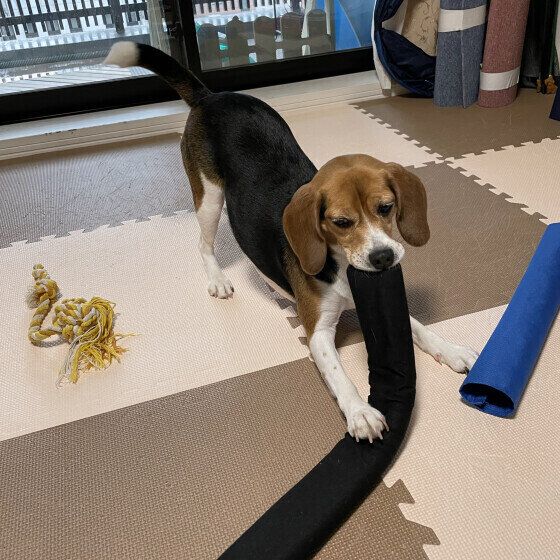 おもちゃで遊ぶビーグル