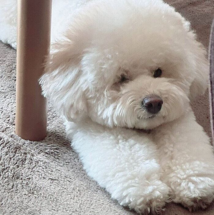 昼寝から目覚めた直後のクロエちゃん