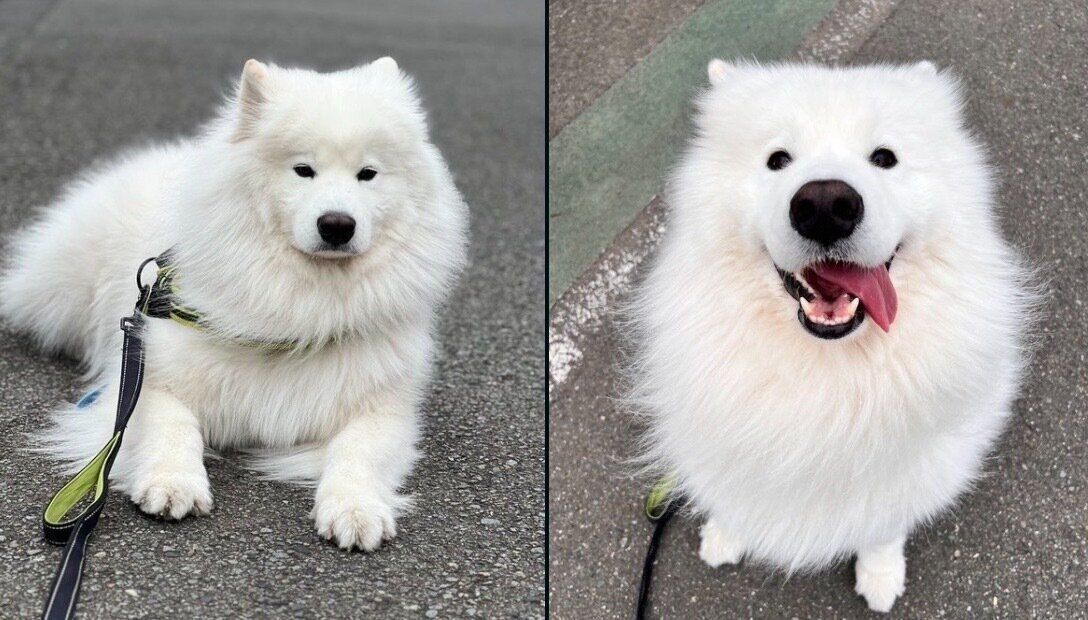 表情が違うダッツくんの2枚の写真