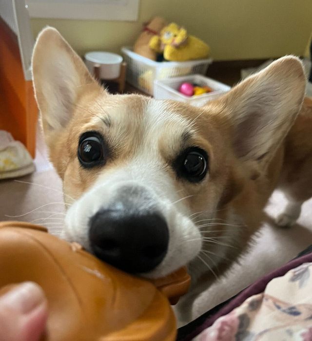 おもちゃで遊ぶルカくん