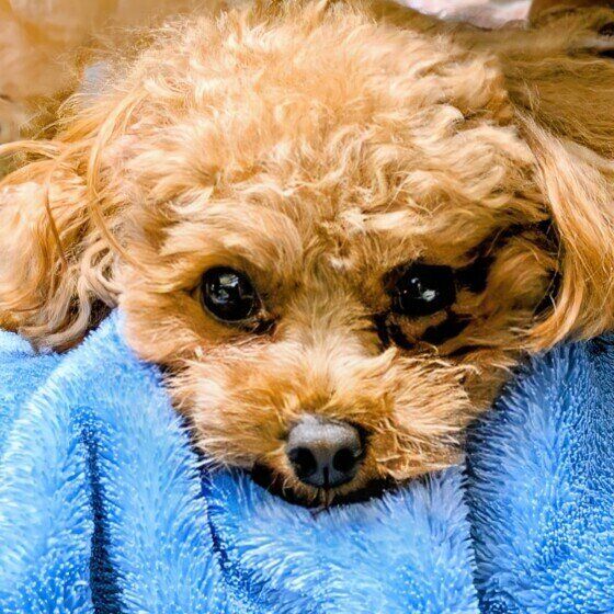 モモ  トイ・プードル