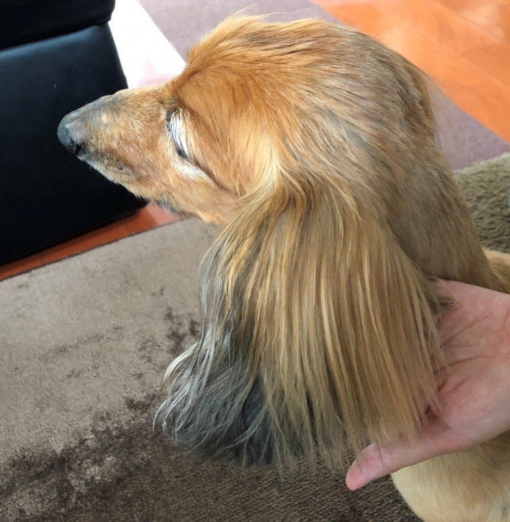 サラサラの毛並みに！