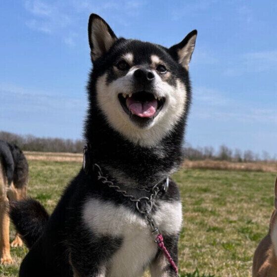 柴のてんてんくん