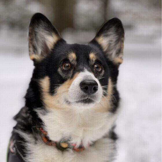 犬がブルブル震える理由は？ 体が濡れていないのに犬がブルブルするときの対応 ウェルシュ・コーギー・ペンブローク いぬのきもち