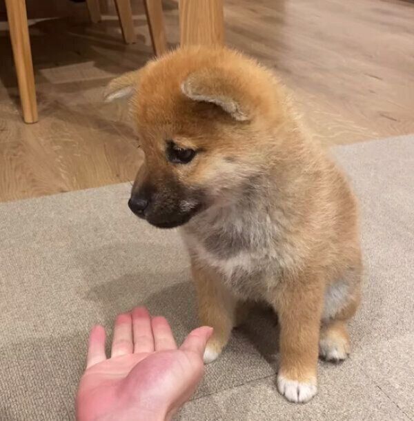 初めてオテを成功させたおかかちゃん