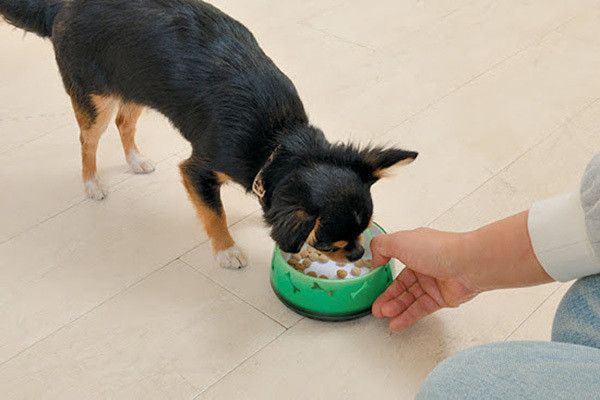 ゴハンを食べるチワワ