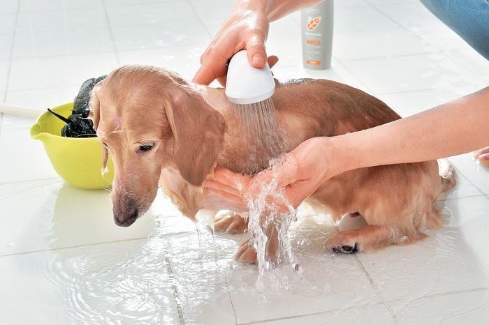 被毛を泳がせて