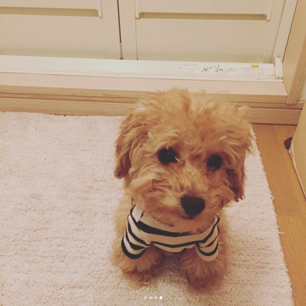 お風呂場で待つ犬